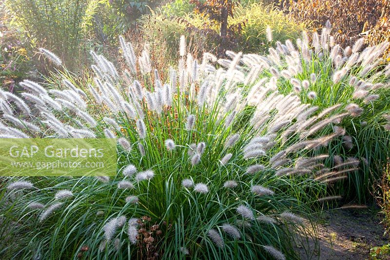 Pennisetum alopecuroides 'Cassian'