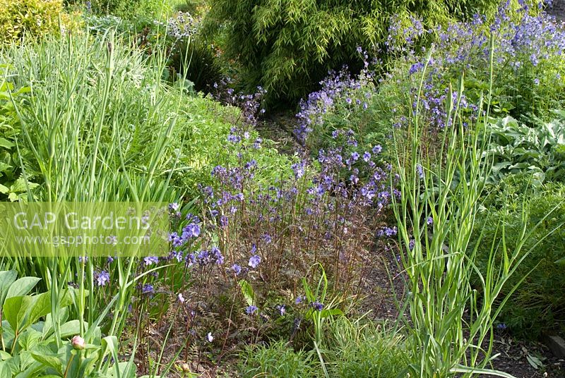 Parterres colorés avec Polemonium yezoense fin mai