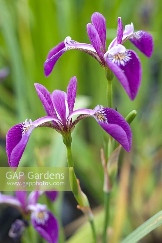 Iris versicolor 'Rowden Waltz'