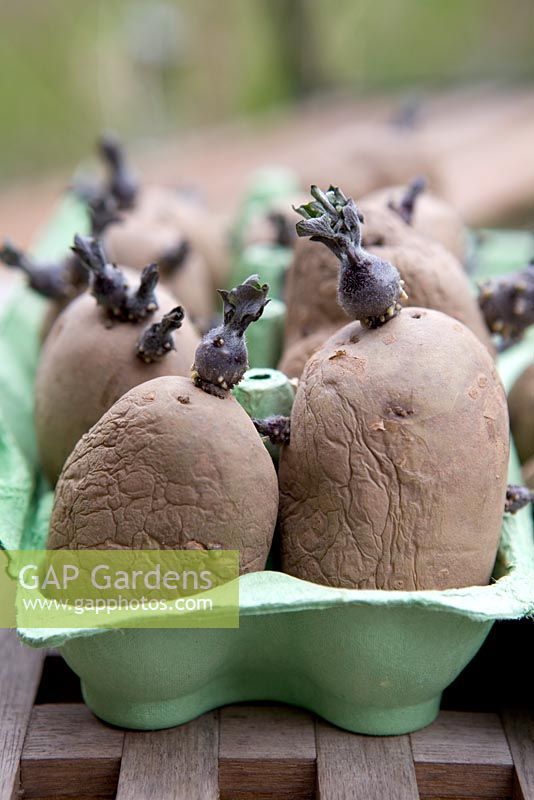 Chitting Pommes de terre de semence, mars