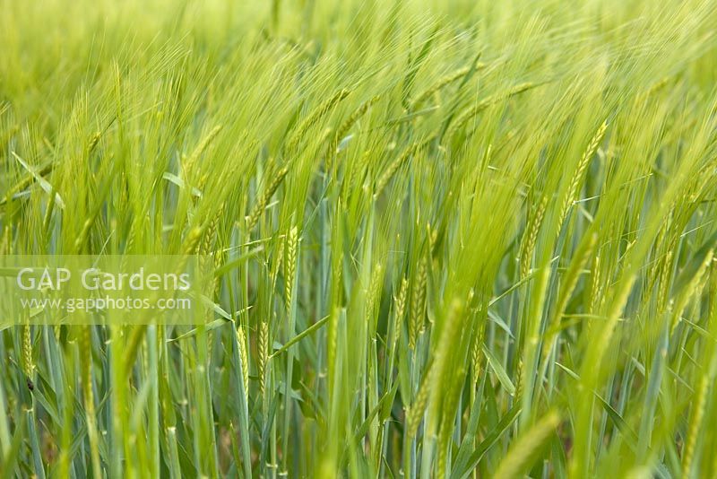 Young Hordeum - Orge