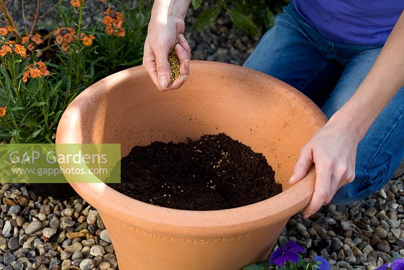 Pot de plantation de printemps avec Cornus 'Winter Beauty', Erysimum 'Apricot Delight' et Alto 'True Blue' - Ajout de morceaux de terre cuite cassés pour le drainage