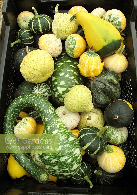 Caisse de courges récoltées, y compris 'cygnes mouchetés', 'Crown of Thorns' et de petits fruits ornementaux mélangés