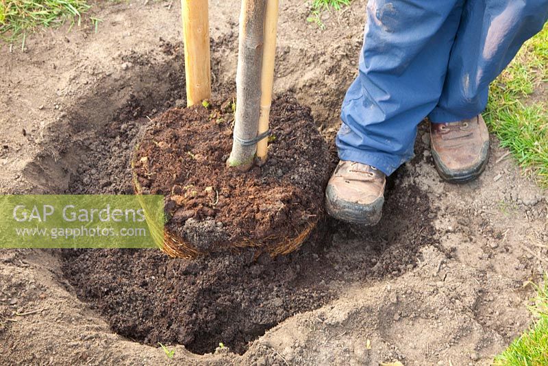 Étape par étape - Planter un coing - raffermir le sol avec les pieds