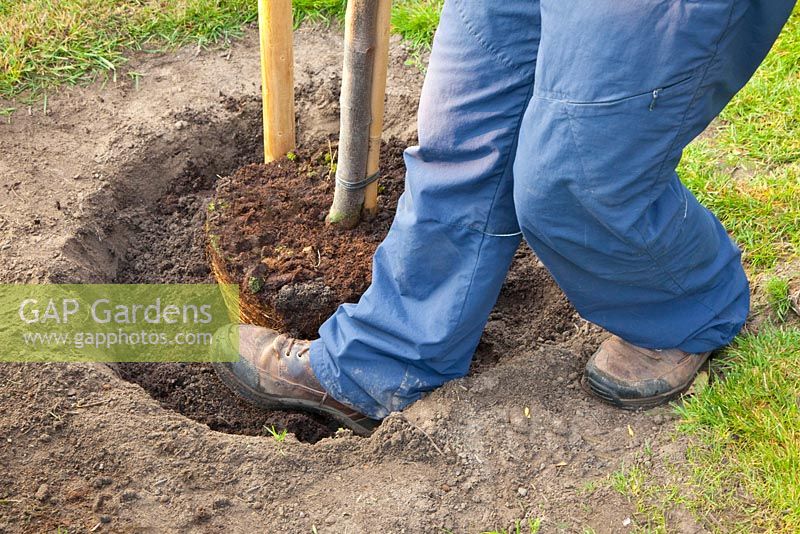 Étape par étape - Planter un coing - ajouter au trou et raffermir le sol