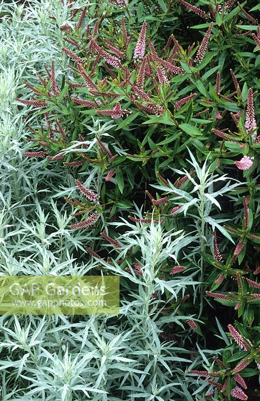 Hebe 'Watson '‚ pink et Artemisia ludoviciana 'Silver Queen' à Great Dixter