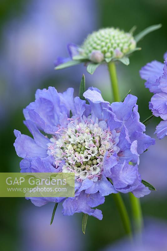 Scabiosa 'Flowerbed Mixed' - Scabious