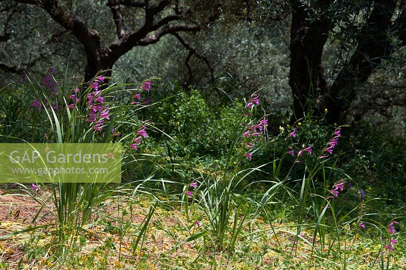Gladiolus italica dans une oliveraie