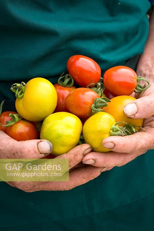 Les mains du jardinier tenant des tomates