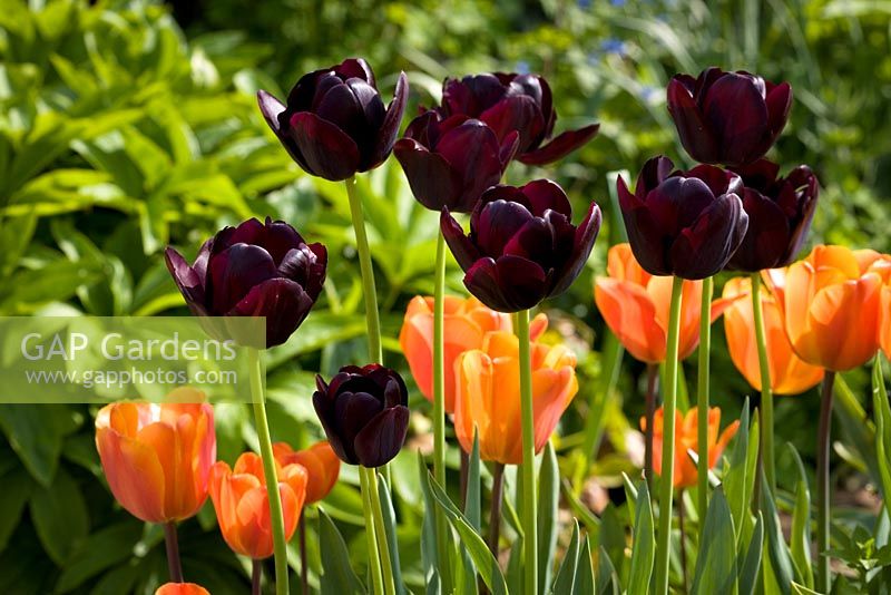 Tulipa 'Queen of Night' avec Tulipa 'Annie Schilder'