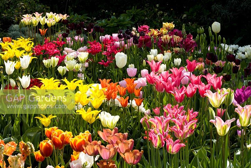 Essai de tulipes dans le jardin de coupe de Perch Hill