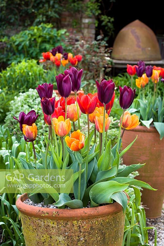 Tulipa 'Havran', 'Prinses Irene' et 'Coleur Cardinal' poussant en pots dans le jardin oast à Perch Hill