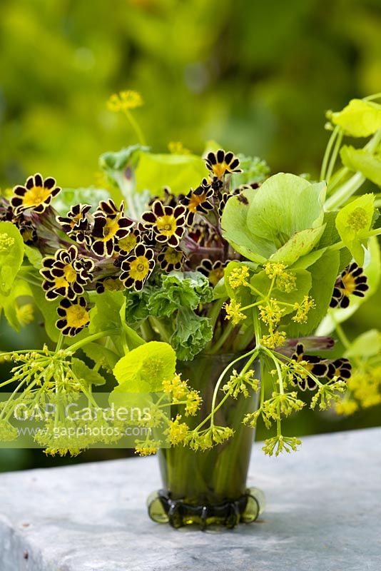 Arrangement de printemps dans un petit vase en verre. Primula 'Gold Lace Group', Smyrnium perfoliatum, hellébore et polyanthus vert