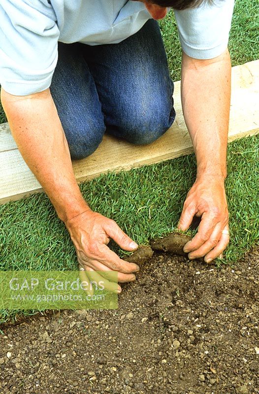 Faire une pelouse de gazon. Butting joints ensemble tout en travaillant à partir d'une planche