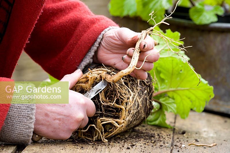 Prendre des boutures de racines d'Acanthus mollis cultivées en pot 'Hollard's Gold' - couper les racines plus grosses