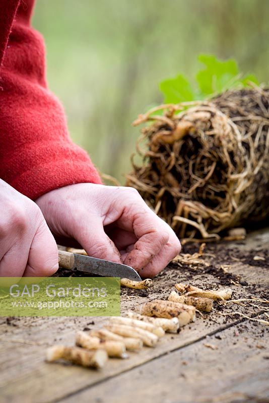 Prendre des boutures de racines d'Acanthus mollis cultivées en pot 'Hollard's Gold' - couper les racines et les boutures en sections