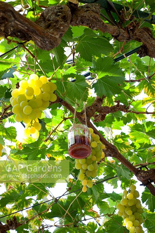 Pots de confiture suspendus utilisés pour contrôler les guêpes dans la maison de raisin à Chatsworth