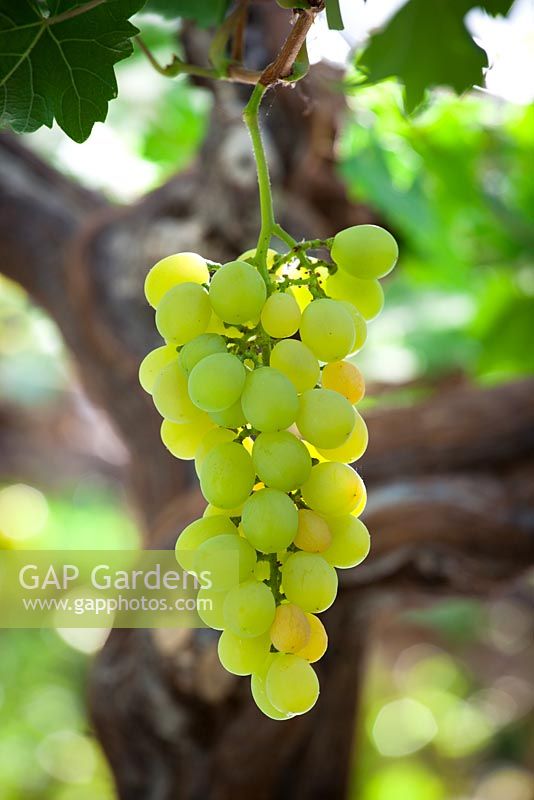 Vitis vinifera 'Muscat d'Alexandrie' - Raisins poussant dans la serre de Chatsworth