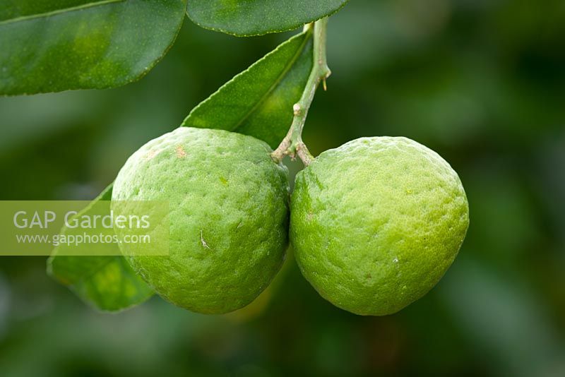 Citrus x hystrix - Kaffir Lime cultivé en intérieur
