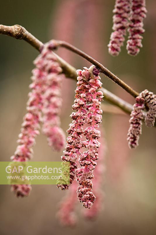 Chatons de Corylus maxima 'Fusca Rubra' syn. Corylus avellana 'Fuscorubra' - Noisetier, Filbert