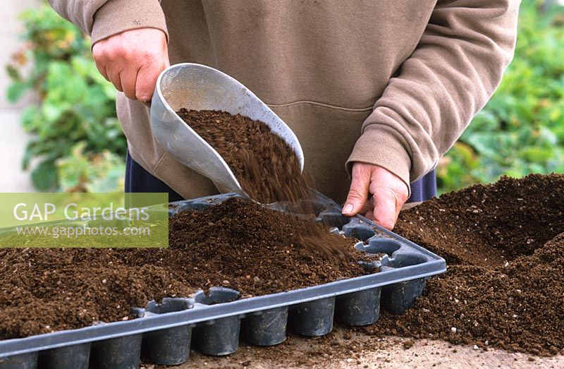 Semis en modules - Remplissage des plateaux avec du compost