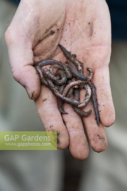 Lumbricus terrestris - Main de jardinier tenant des vers de terre communs