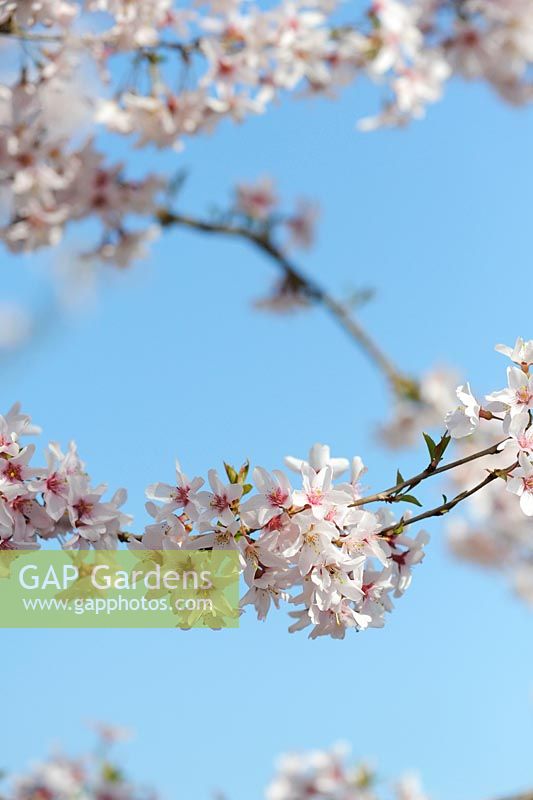 Prunus pendula var. Ascendens Rosea - Cerisier japonais