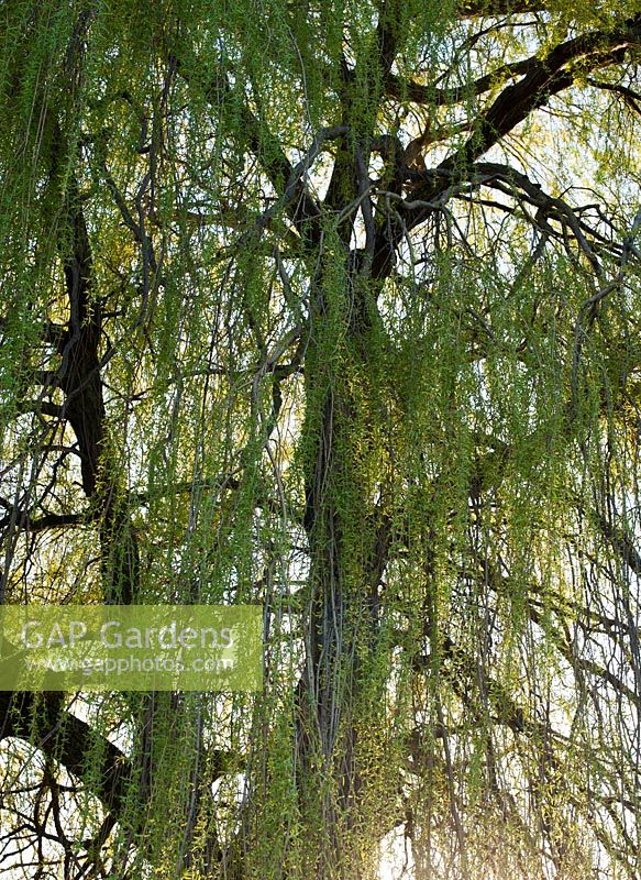 Salix babylonica 'Pendula' - Saule pleureur