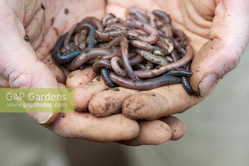 Lumbricus terrestris - Jardiniers mains tenant des vers de terre communs