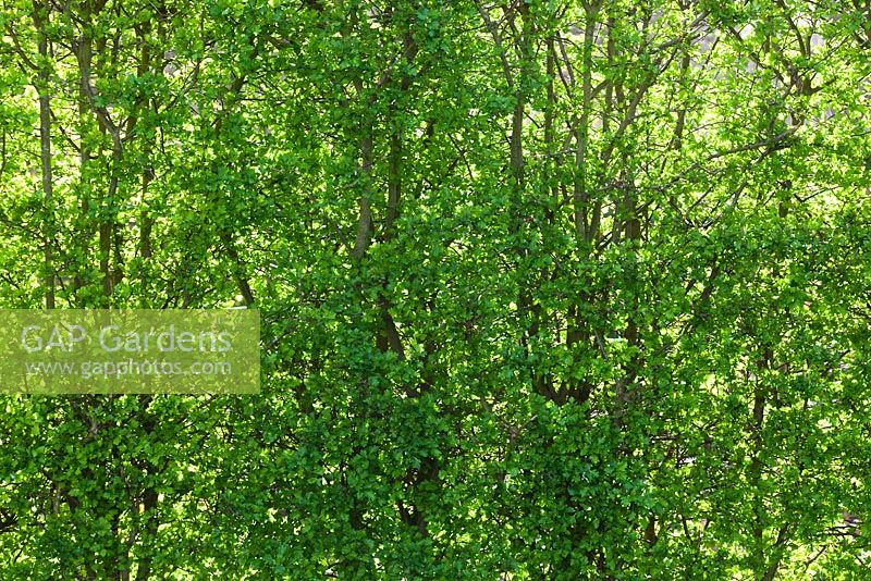 Nouvelles feuilles vertes fraîches de Crataegus monogyna - haie d'aubépine au printemps