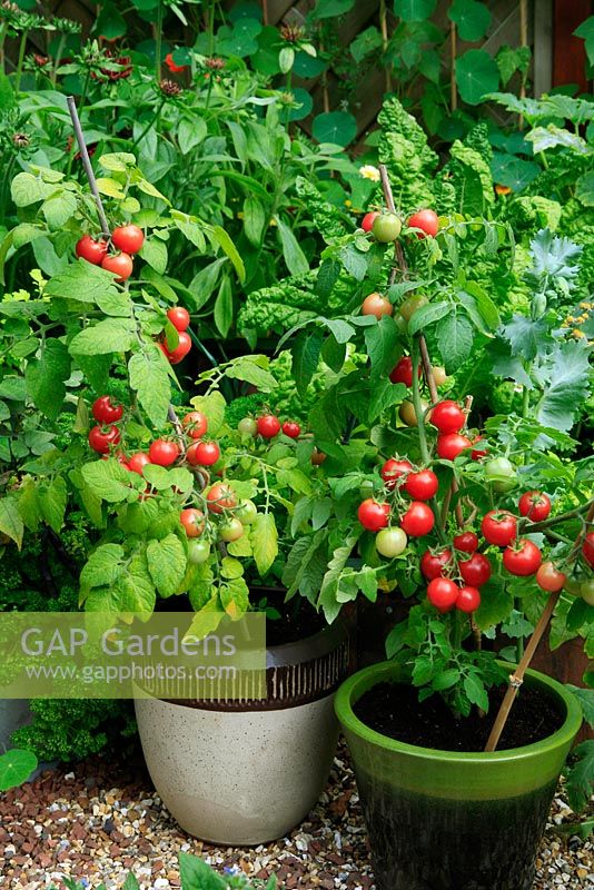 Bush nain Cherry Tomato 'Sweet' n 'Neat' prêt à cueillir et de plus en plus dans des pots vitrés sur chemin de gravier