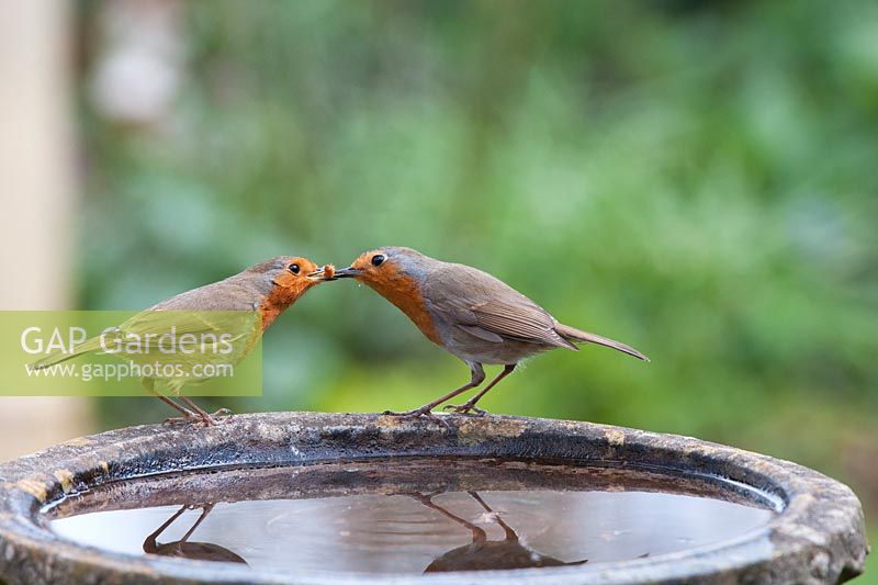 Erithacus rubecula - mâle Robin nourrir femelle Robin un vers de farine sur un bain d'oiseaux