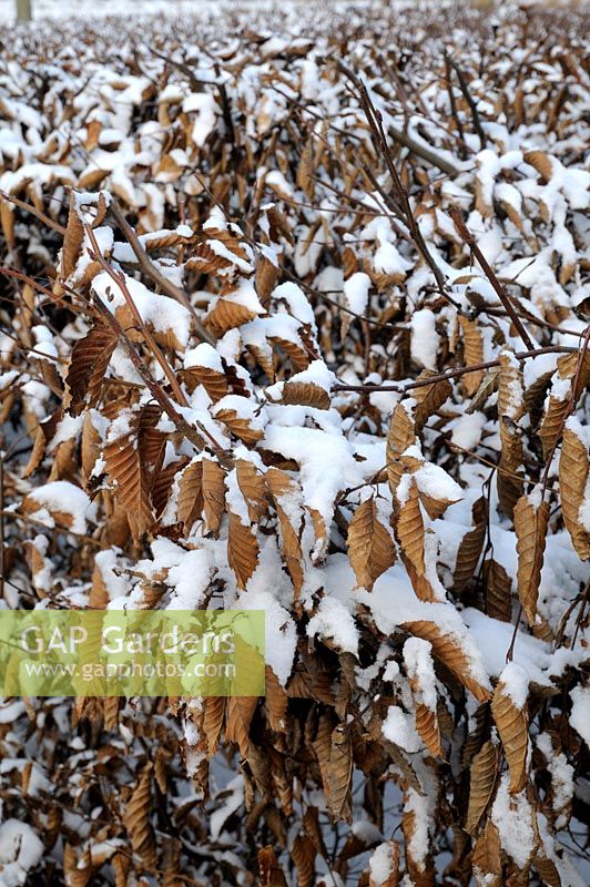Carpinus betulus - Haie de charme couverte de neige