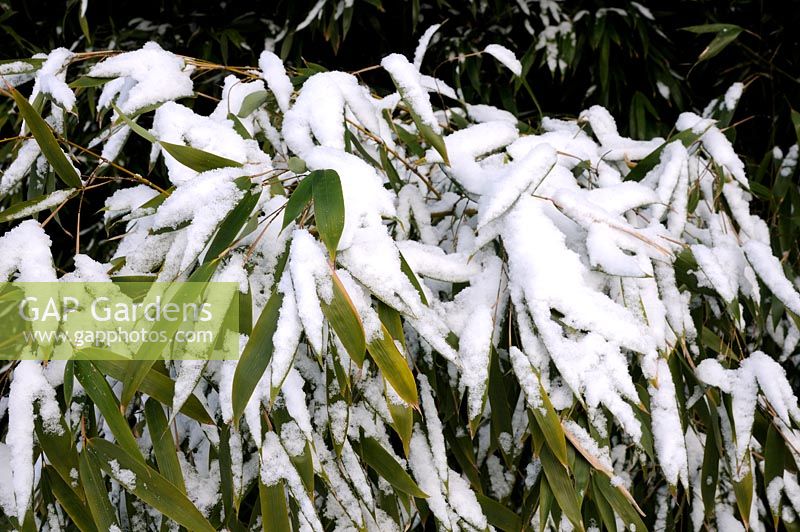 Phyllostachys - Tiges de bambou couvertes de neige