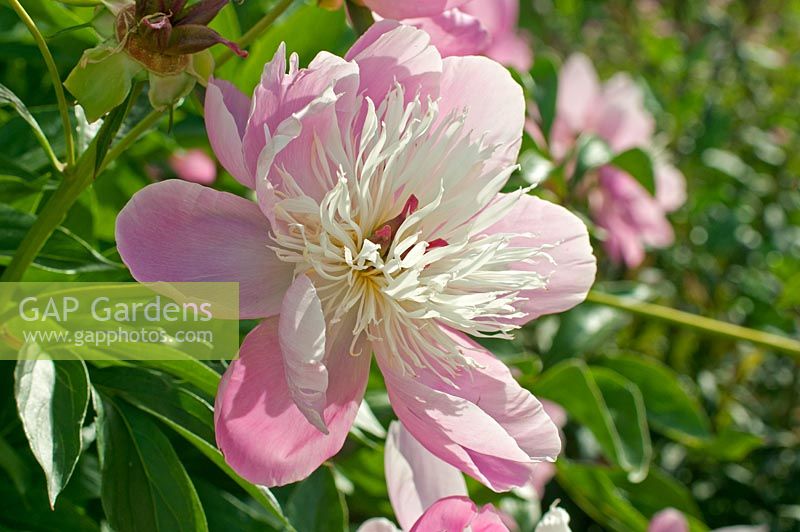 Paeonia lactiflora 'Gay Paree'