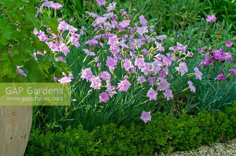 Dianthus plumarius 'Spring Charm'
