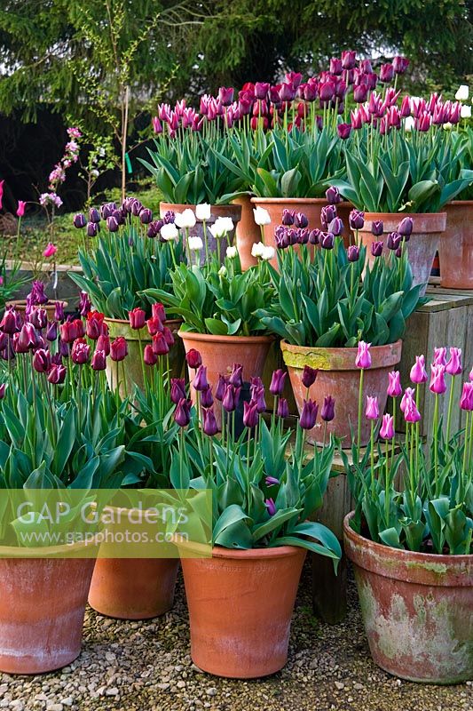 Les pots de tulipes violettes, rouges, roses et blanches dans la cour des jardiniers incluent Tulipa 'Jackpot', T. ' Ronaldo ', T. blanc au mont Tacoma' et T. violet foncé ' Havran '. Rousham House