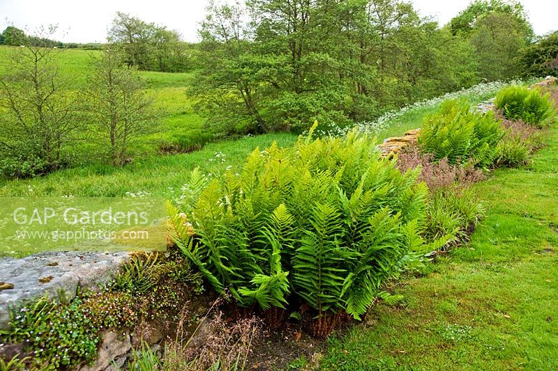 Des fougères et des joncs sont plantés à l'intérieur du mur qui se propage à la campagne de Northumbrie - Herterton House, Hartington, Northumberland, UK