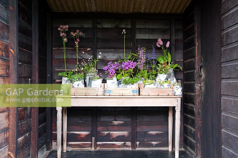 Les plantes sont soulevées du sol et enveloppées dans du papier journal prêt à vendre - Herterton House, Hartington, Northumberland, Royaume-Uni