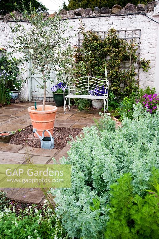 Terrasse près de la maison avec olivier, banc en métal blanc, pots de violes et digitales blanches - Mindrum, nr Cornhill on Tweeds, Northumberland, UK