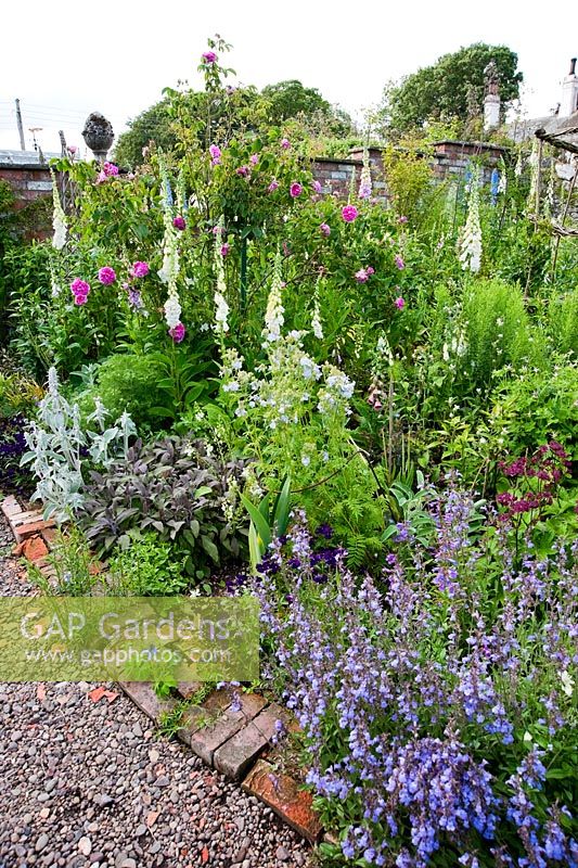 Parterre de fleurs planté de roses, digitales, graines de sauge pourpre, Stachys, Altos, Nepeta et Polemonium - Mindrum, nr Cornhill on Tweeds, Northumberland, UK