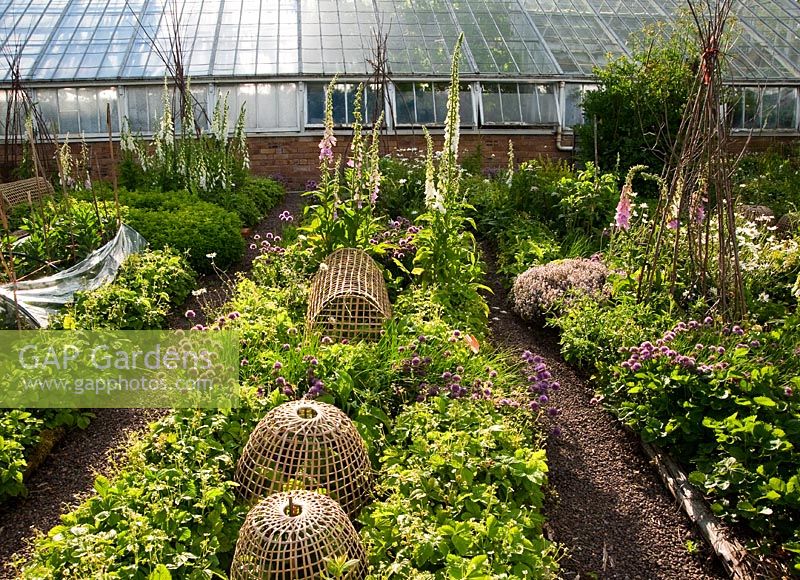 Jardin potager avec cloches de bambou et wigwams de noisetier avec ciboulette et digitale auto-ensemencées, et serre derrière - Mindrum, nr Cornhill on Tweeds, Northumberland, UK