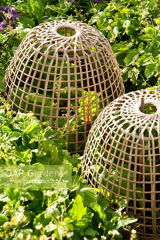 Cloches de bambou protégeant les légumes dans le potager - Mindrum, nr Cornhill on Tweeds, Northumberland, UK