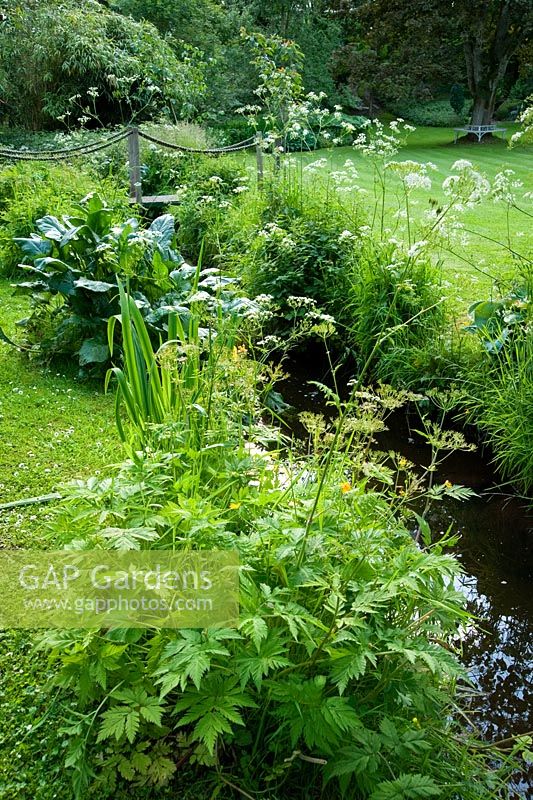 Ruisseau qui traverse le jardin bordé de Senecio smithii et de persil de vache - Mindrum, nr Cornhill on Tweeds, Northumberland, UK