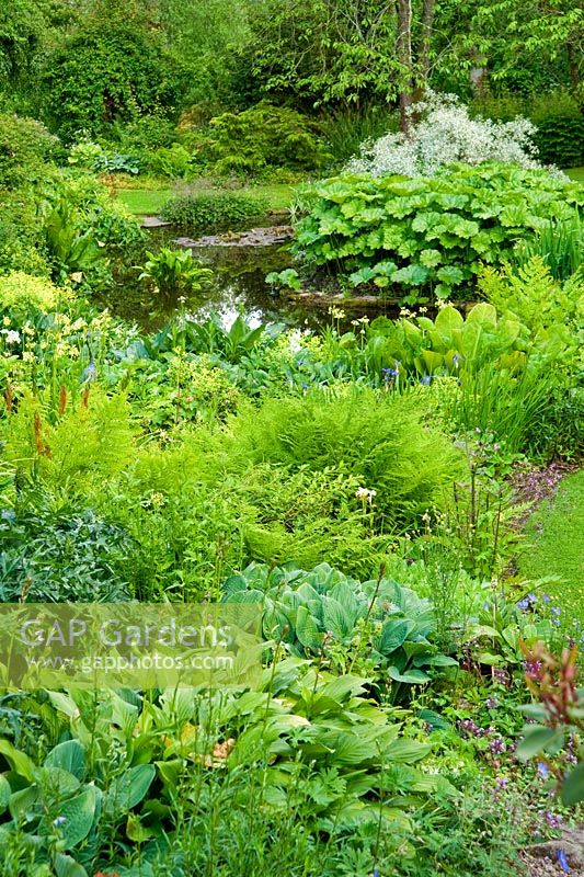 La plantation luxuriante autour de l'étang comprend Hostas, fougères, Primula grandiflora, Darmera peltata et Lysichiton americanus - Mindrum, nr Cornhill on Tweeds, Northumberland, UK