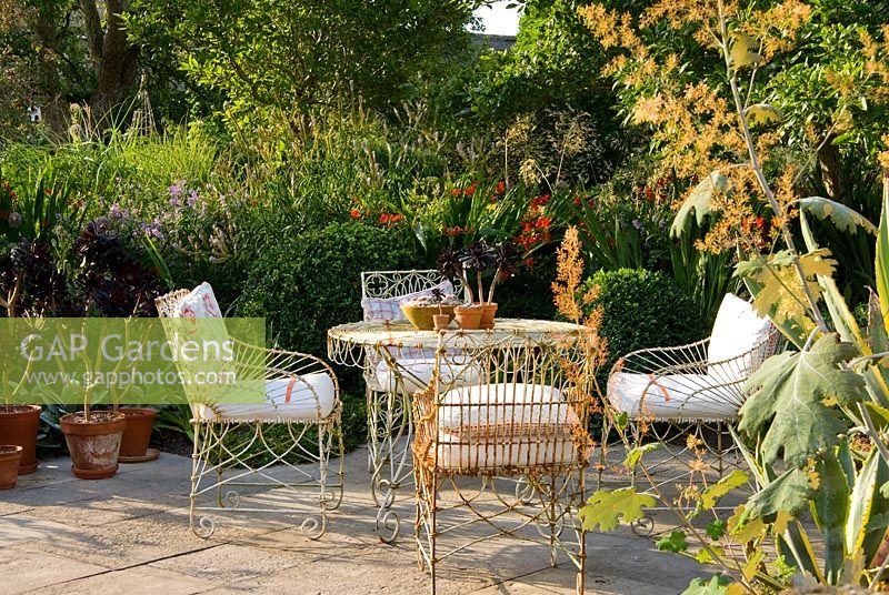 Meubles en treillis métallique sur la terrasse entourés de pots de plantes succulentes, y compris Aeonium 'Zwartkop', fleurs chamois de Macleaya cordata, spikey Eryngium agavifolium, Crocosmia 'Lucifer' et panaches violets de Veronicastrum virginicum 'Lavendelturm' - Yews Farm, Martock, Somerset, UKYews Farm, Martock, Somerset, Royaume-Uni