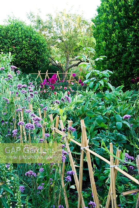 Des cannes de bambou forment une simple clôture autour du jardin de coupe - Yews Farm, Martock, Somerset, UK