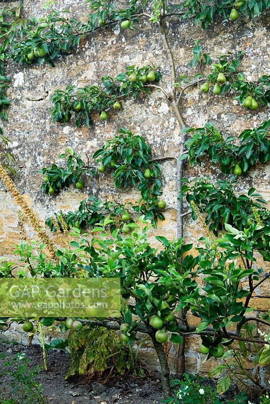 Poire en espalier avec étape sur les pommes en face - Yews Farm, Martock, Somerset, UK