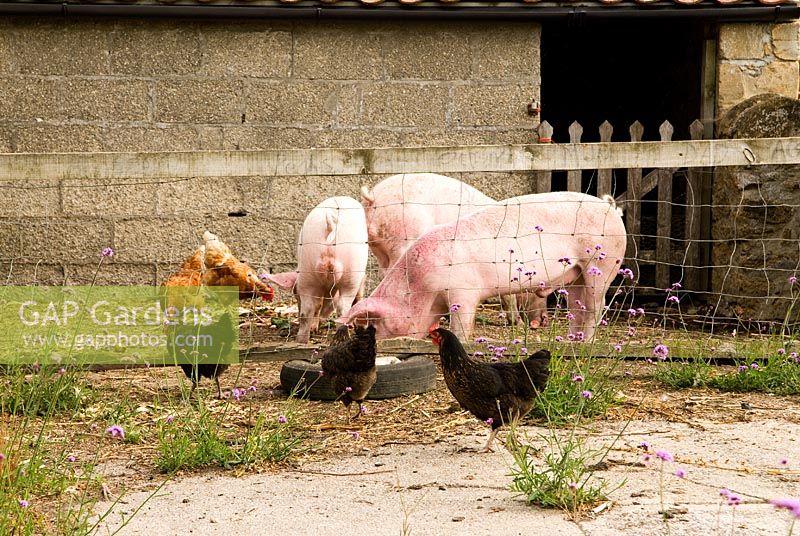 Moyen x gros porcs blancs recyclent les déchets ménagers en bacon et saucisses - Yews Farm, Martock, Somerset, UK