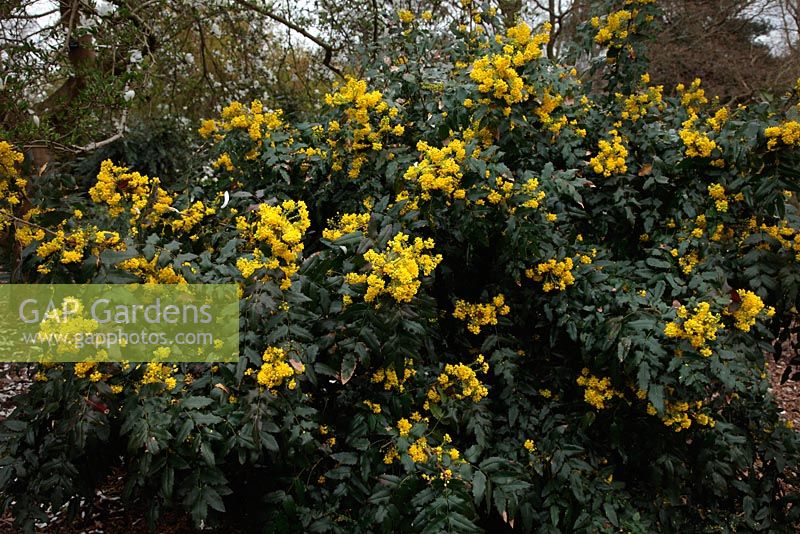Mahonia x wagneri 'Aldenhamensis' - Valley Gardens, Windsor